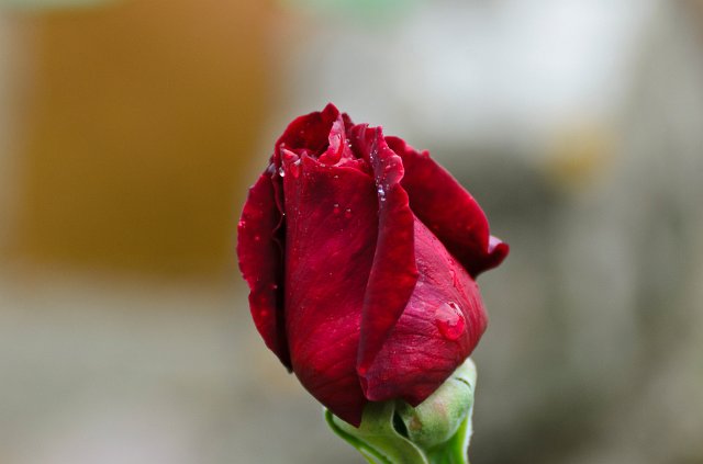 DSC_20111005_1872.jpg