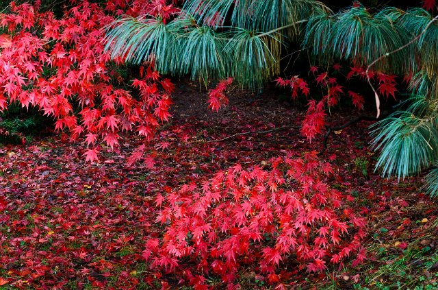 DSC_20111105_5706.jpg