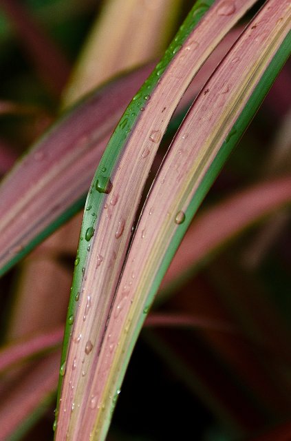 DSC_20111105_5741.jpg