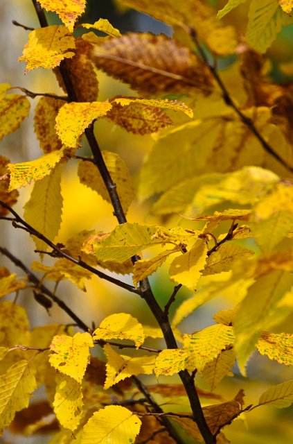 DSC_20111105_5784.jpg