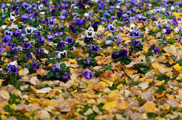 DSC_20111105_5804.jpg