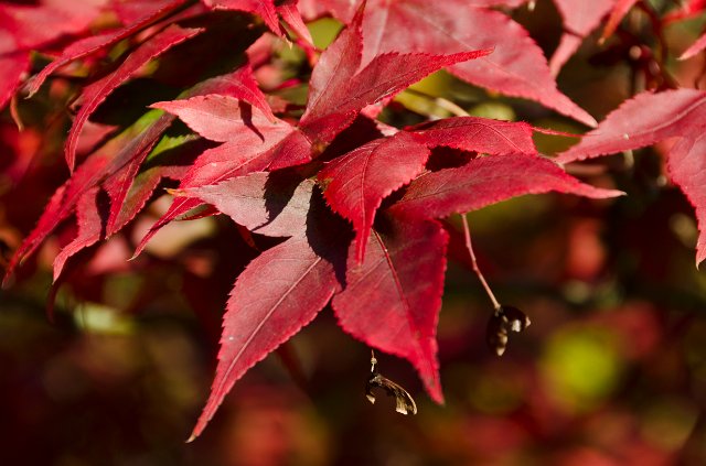DSC_20111106_6036.jpg