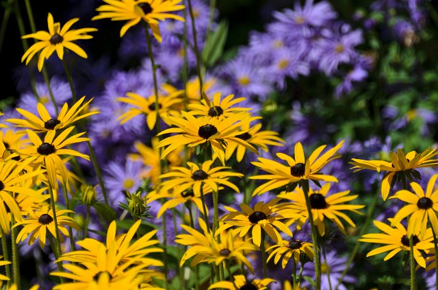 _DSC0254.jpg