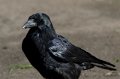 DSC_20111029_4263