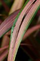 DSC_20111105_5741