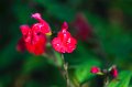 DSC_20111106_5982