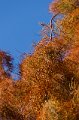 DSC_20111106_6025