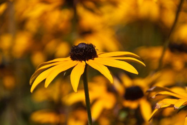 _MG_7477.jpg