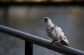 IMG_8486