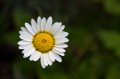 _MG_0603