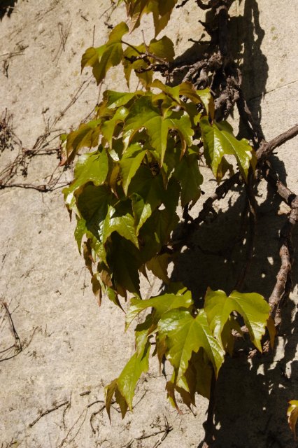 DPP_11486.JPG