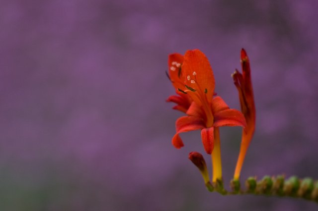 IMG_3679.jpg