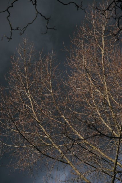 IMG_9889.JPG