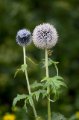 IMG_3674