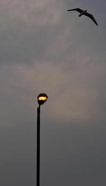 _MG_0786.jpg