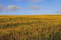 IMG_0042