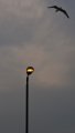 _MG_0786