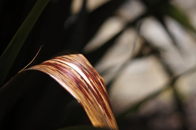 DPP_0038.JPG