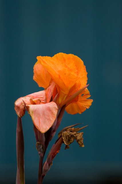 IMG_3665.jpg