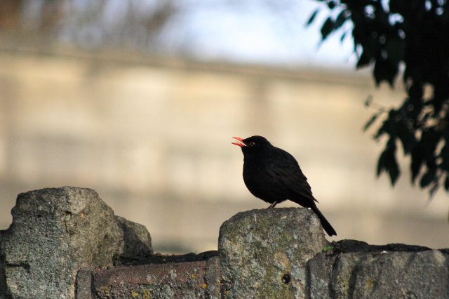 IMG_7704.JPG