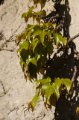 DPP_11486