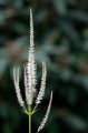 IMG_3676