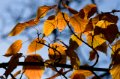 IMG_6302