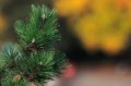 IMG_8387c